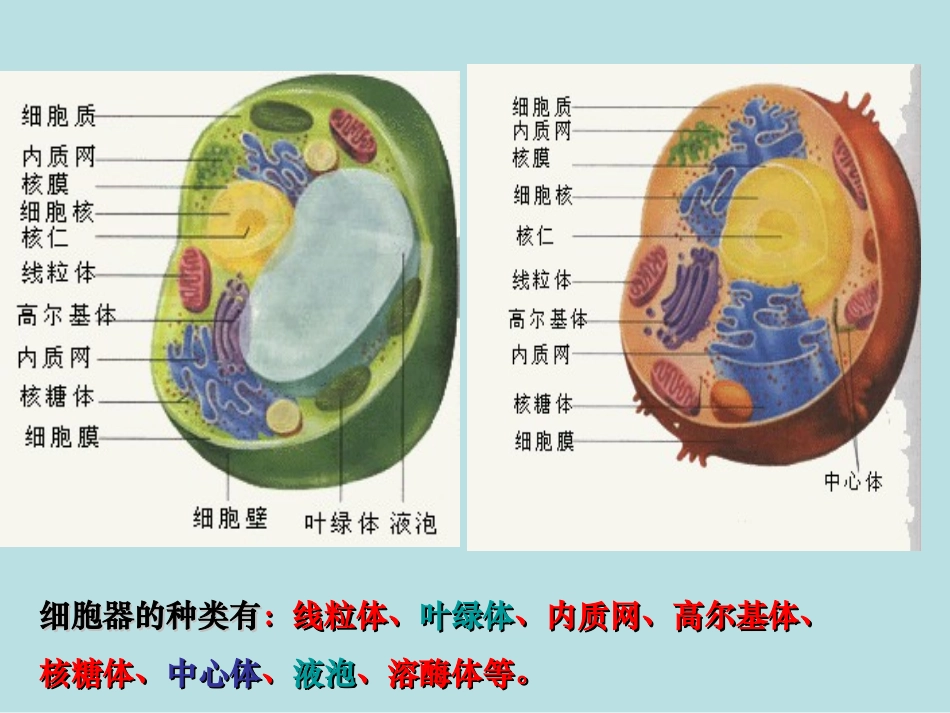 生物：32《细胞器-系统内的分工合作》课件（新人教版必修1）高一_第3页