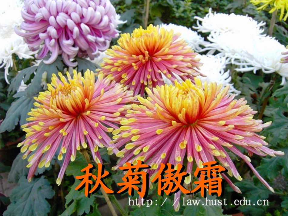 二年级语文上册识字一课件_第3页