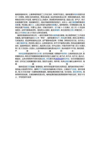 榆树的栽种时间