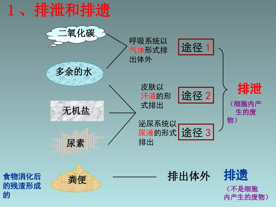 《人体废物的排出》课件1_第3页