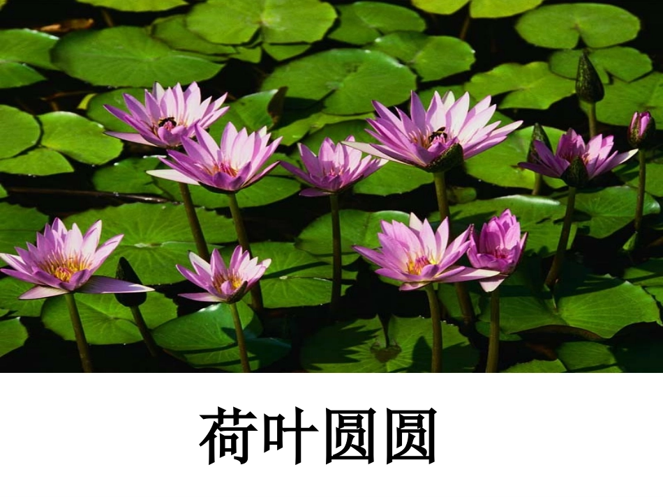 《荷叶圆圆》课件1_第1页
