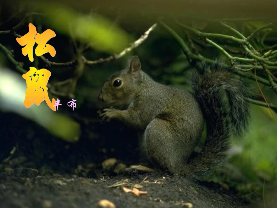 人教版小学语文五年级上册《松鼠》PPT课件_第1页