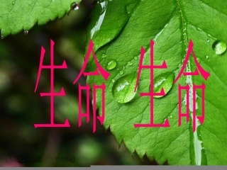 《生命，生命》课件【10页】