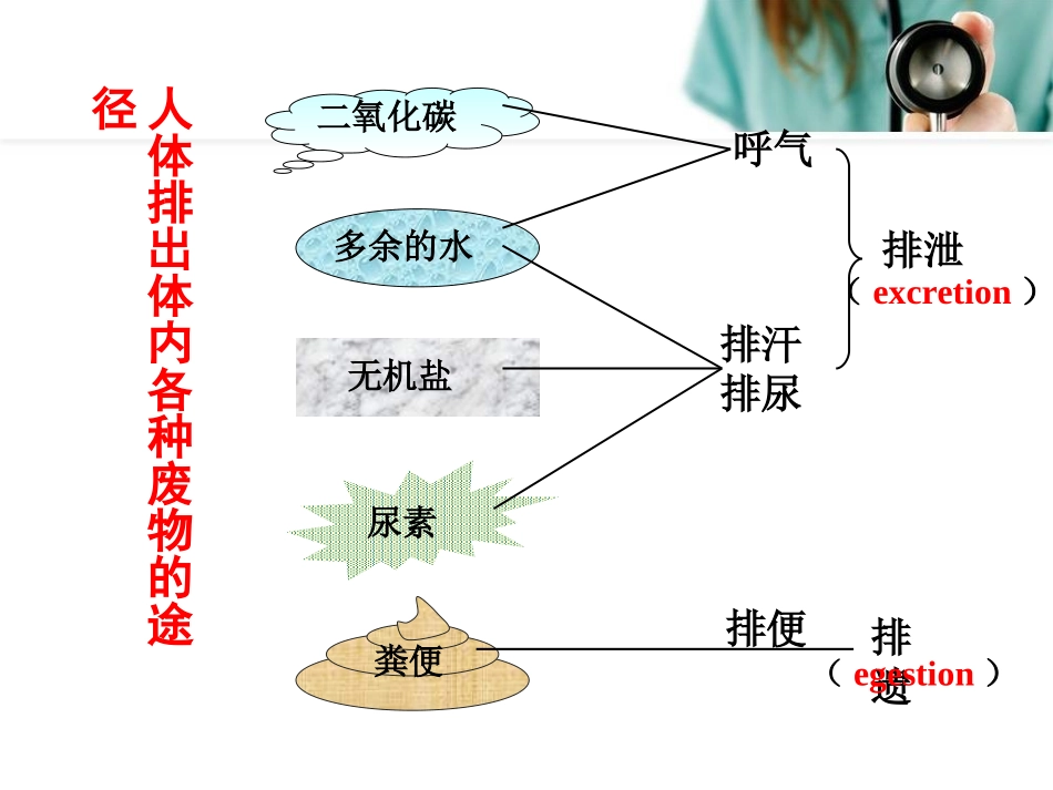 《第五章人体内废物的排出》课件1_第3页