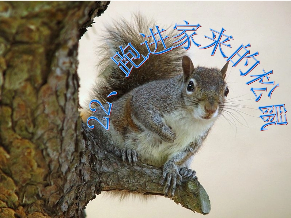 跑进家来的松鼠课件（李刚）_第3页