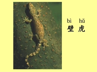 《小壁虎借尾巴》课件2