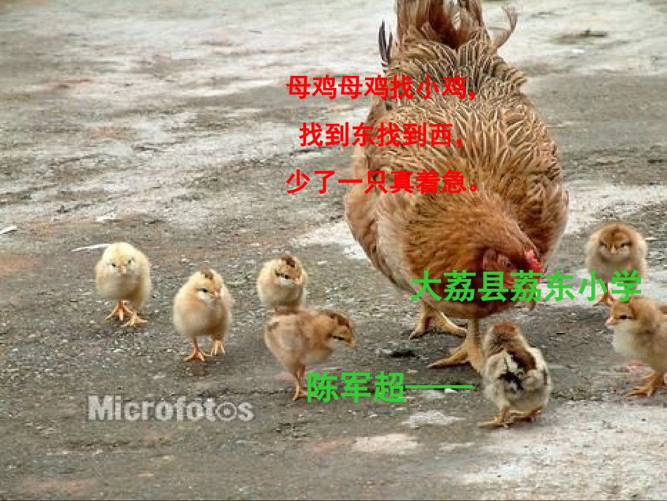 母鸡课件12_第1页