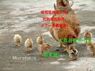 母鸡课件12