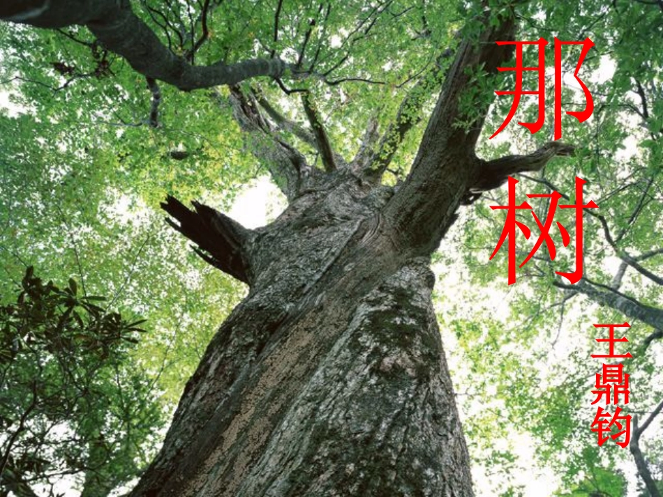 人教版新课标语文九下《那树》优秀教学课件：48页_第1页