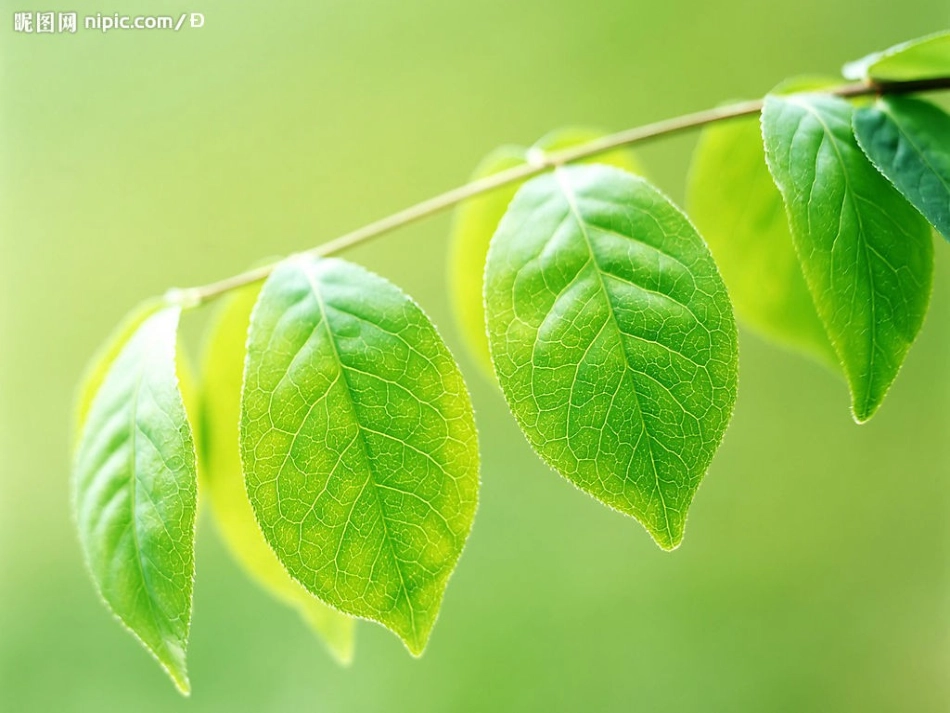 人教版新课标语文九下《那树》优秀教学课件：48页_第3页