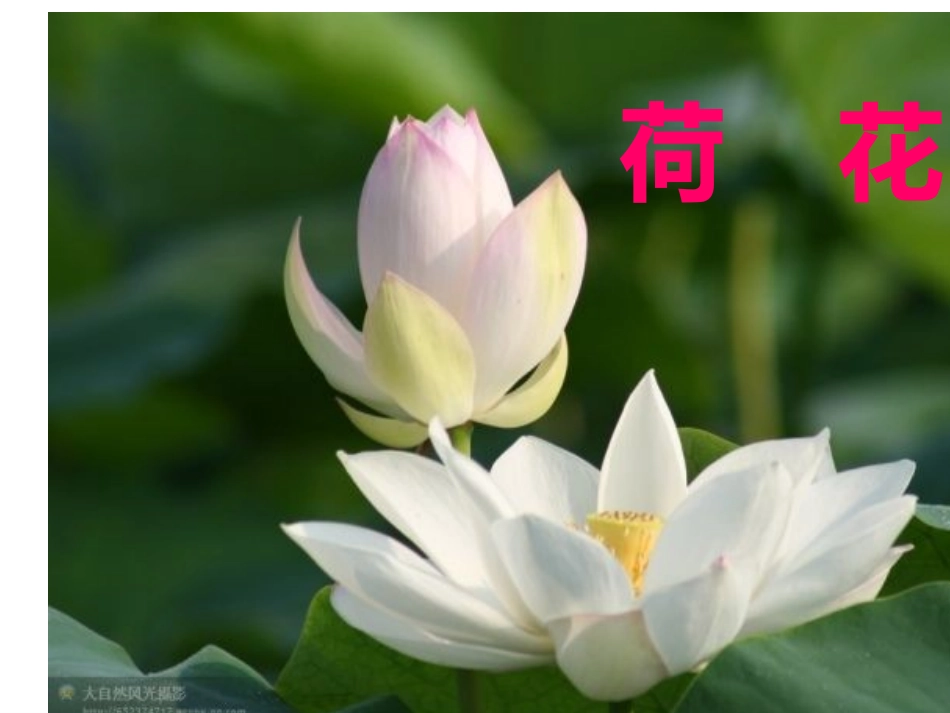荷花课件PPT_第1页
