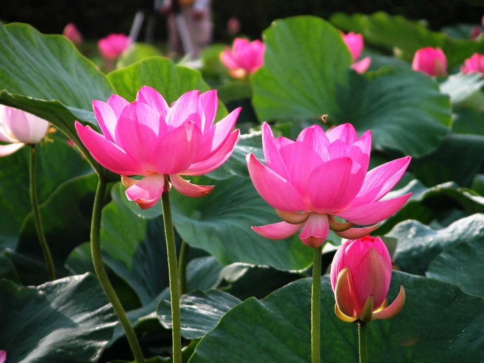 荷花课件PPT_第3页