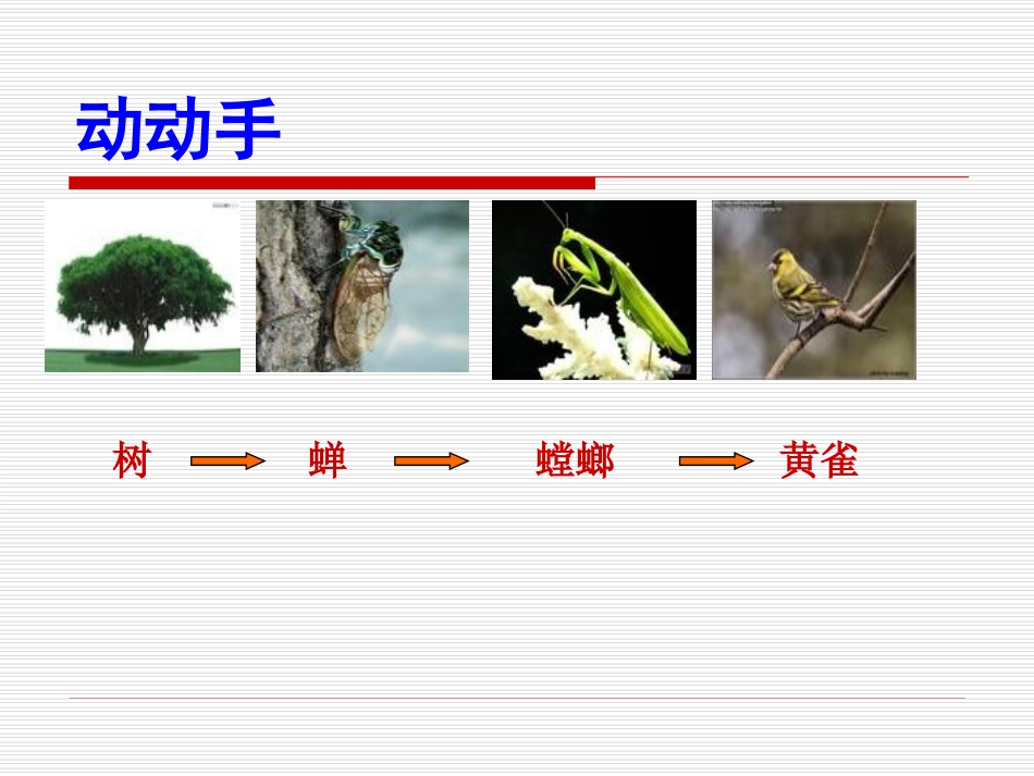 《有趣的食物链》课件1_第3页