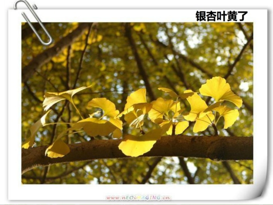 植物有哪些相同特点_第3页