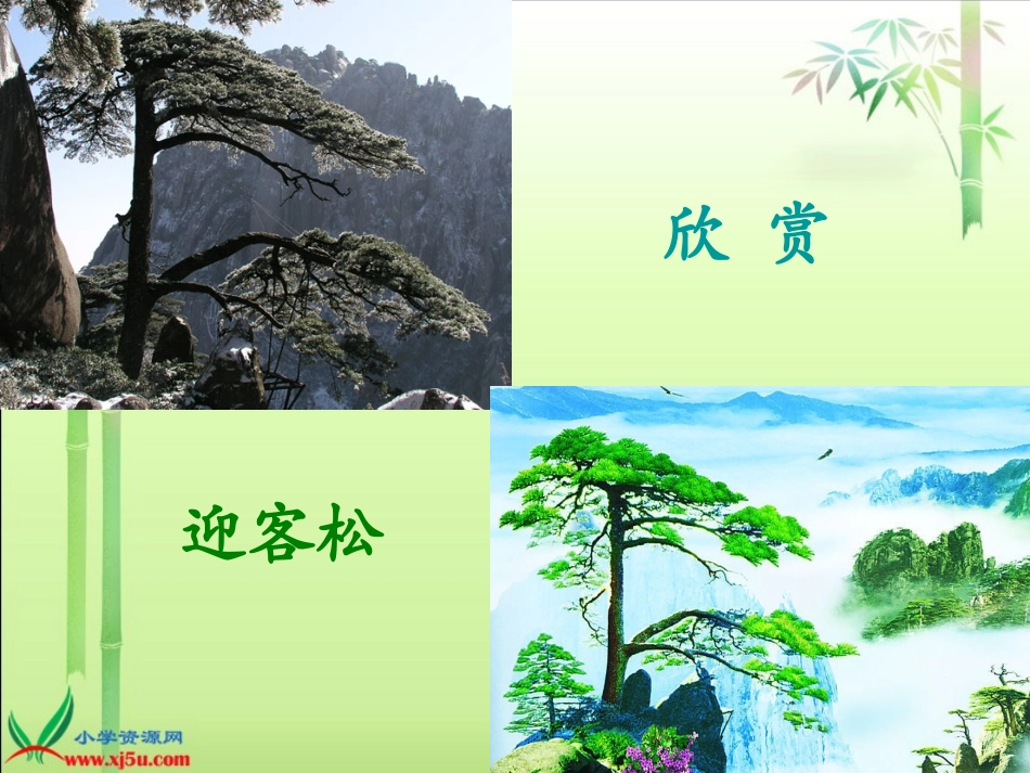 (北师大版)一年级语文下册课件_老树的故事1_第2页