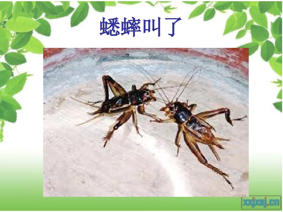 三年级科学《寻找秋天》ok_第2页