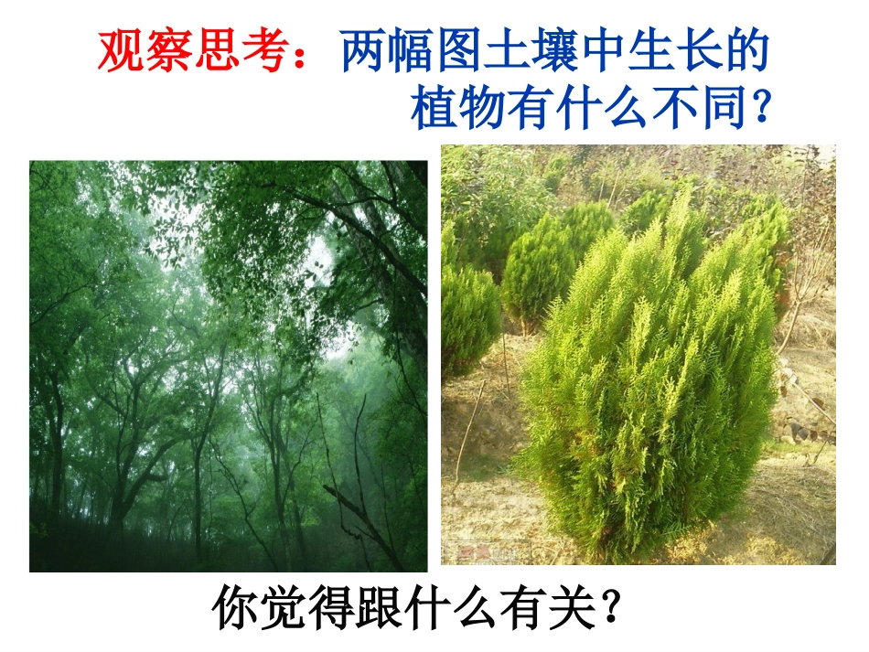 小学科学三年级下册《肥沃的土壤》课件_第2页