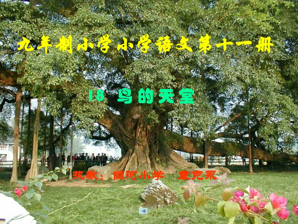 鸟的天堂PPT课件_第3页