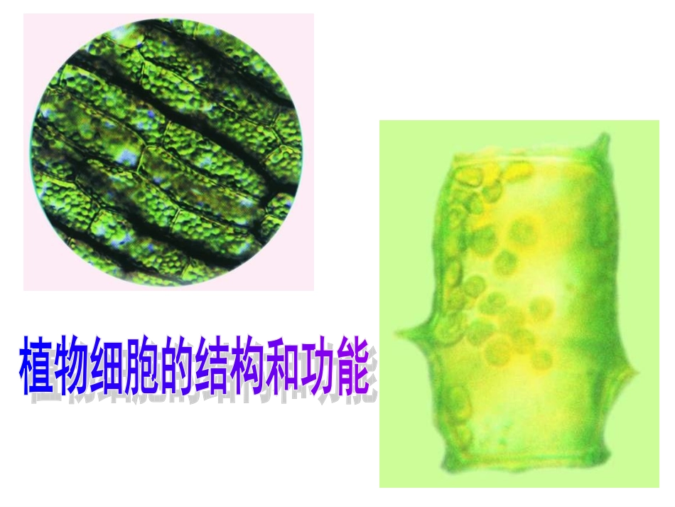 植物细胞的结构和功能_第1页