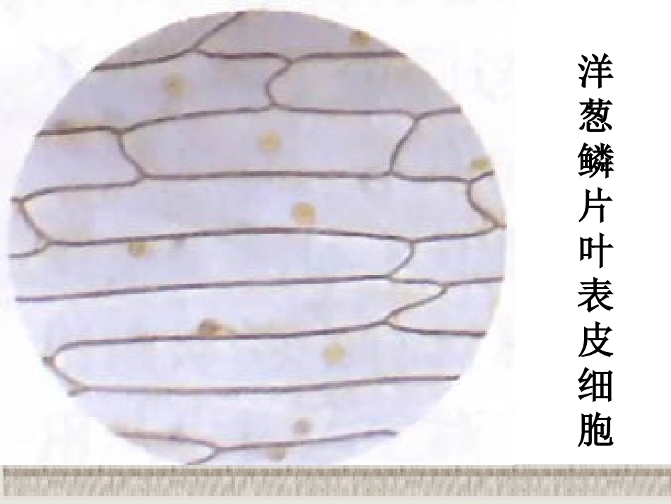 植物细胞的结构和功能_第2页