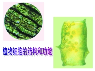 植物细胞的结构和功能