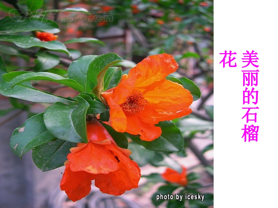 语文S版__一年级上__15_石榴笑了_课件_第3页