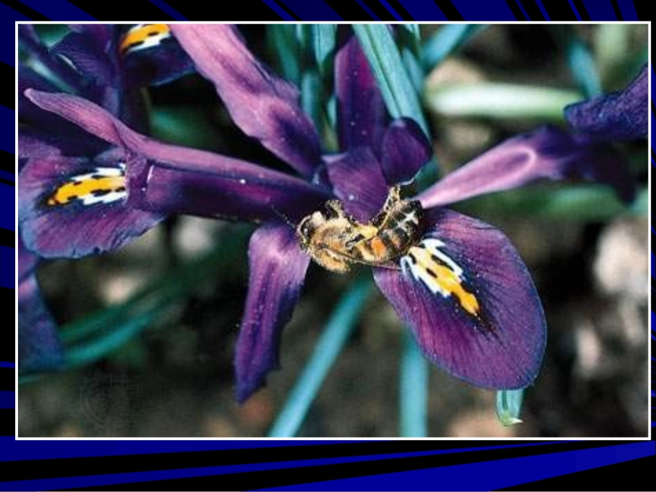 蜜蜂课件李慧兰_第2页