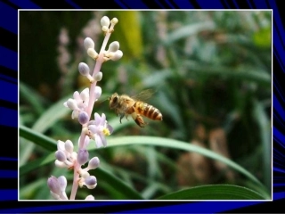 蜜蜂课件李慧兰