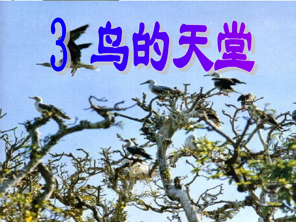 鸟的天堂课件_第1页