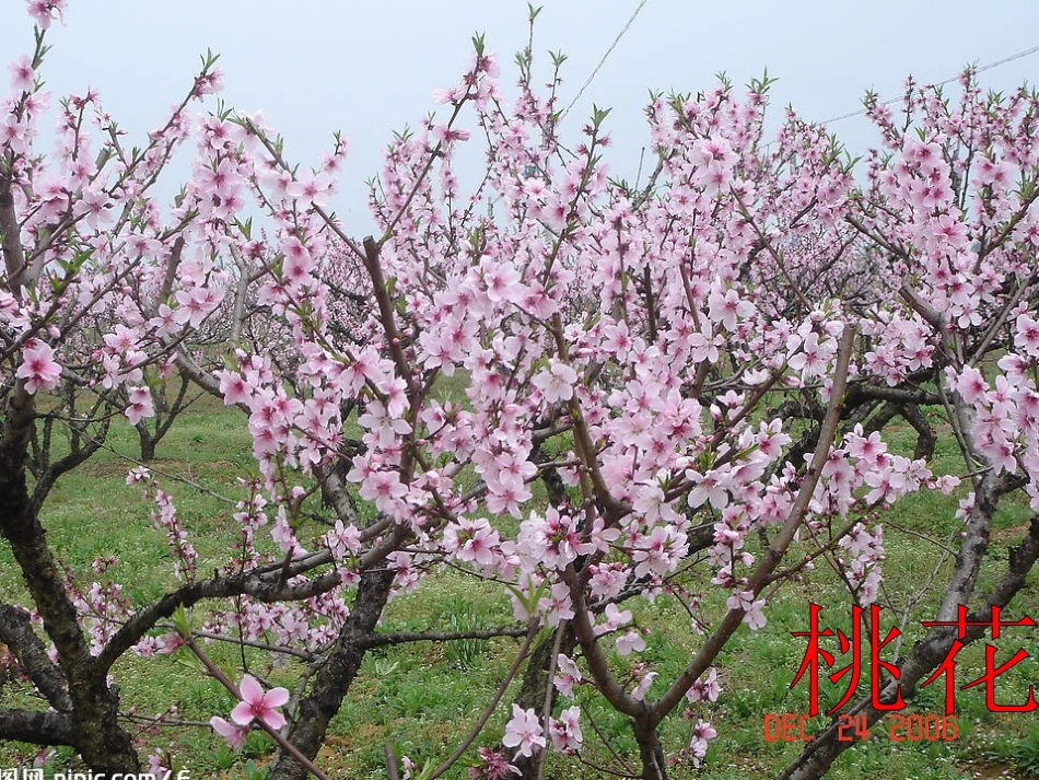 柳树醒了课件(1)_第3页