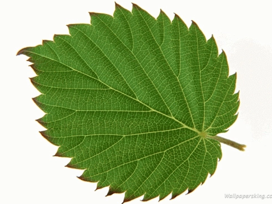 纹理的美--拓印画PPT_第1页