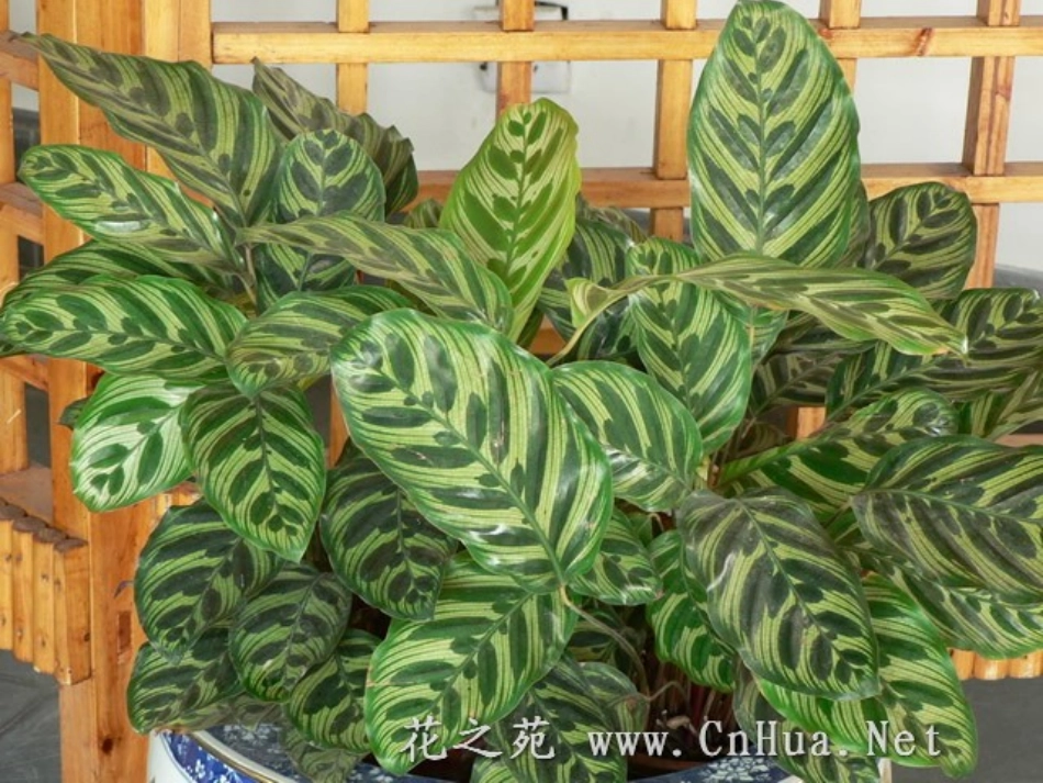 纹理的美--拓印画PPT_第2页