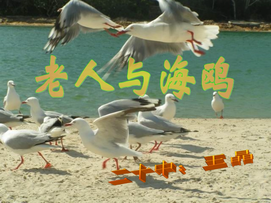 老人与海鸥PPT_第1页