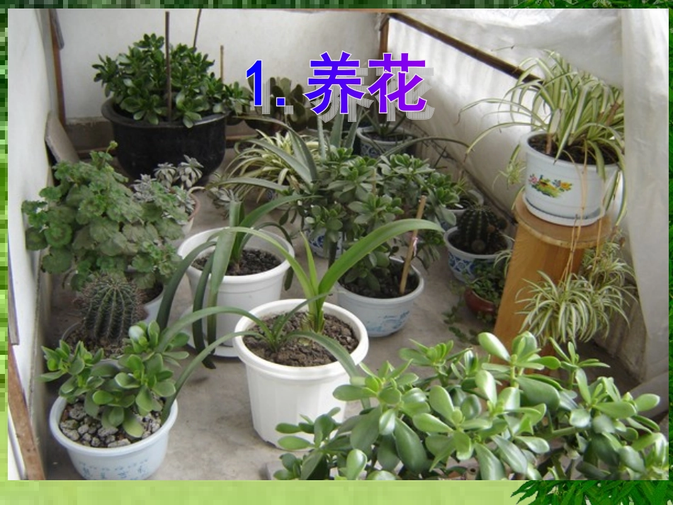 北师大语文六年级下册《养花》_第2页