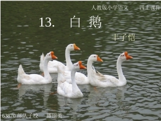 《白鹅》教学课件__滕