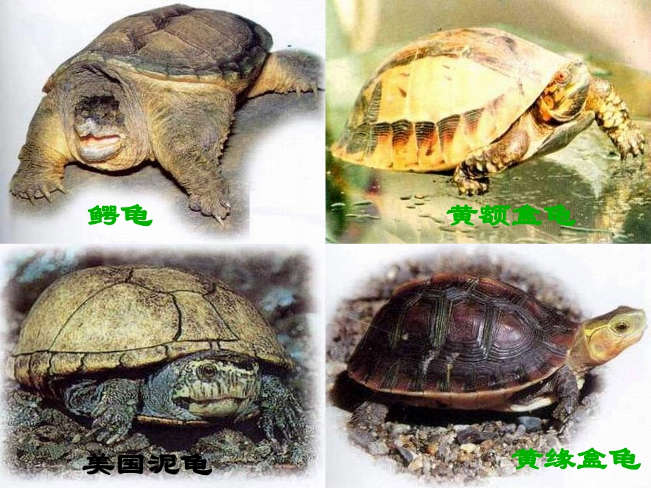 《想飞的乌龟》_第3页