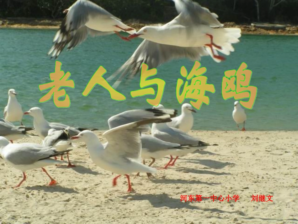 《老人与海鸥》课刘继文_第1页