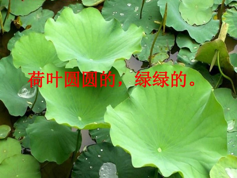 《荷叶圆圆》教学课件_第3页
