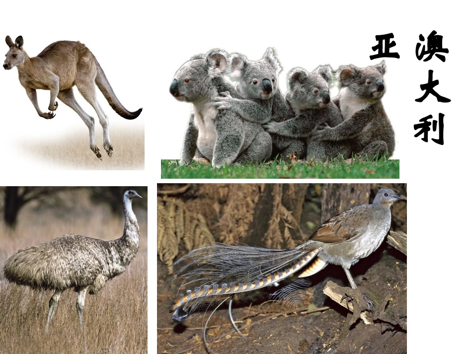 澳大利亚2013_第1页