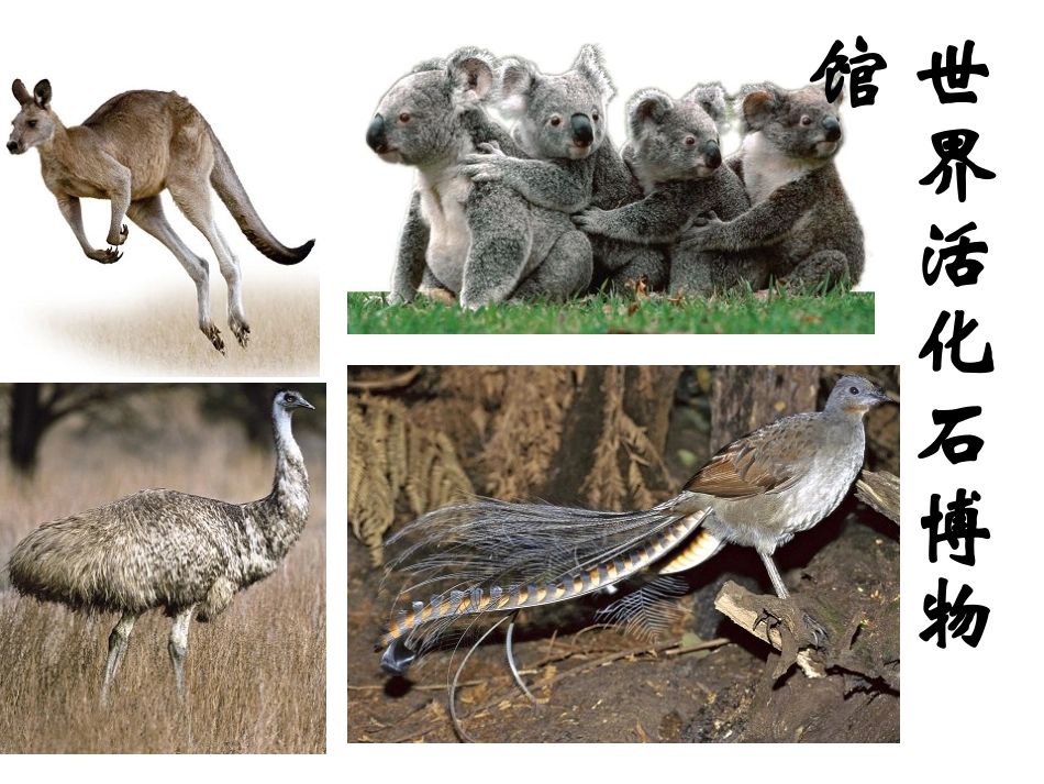 澳大利亚2013_第3页