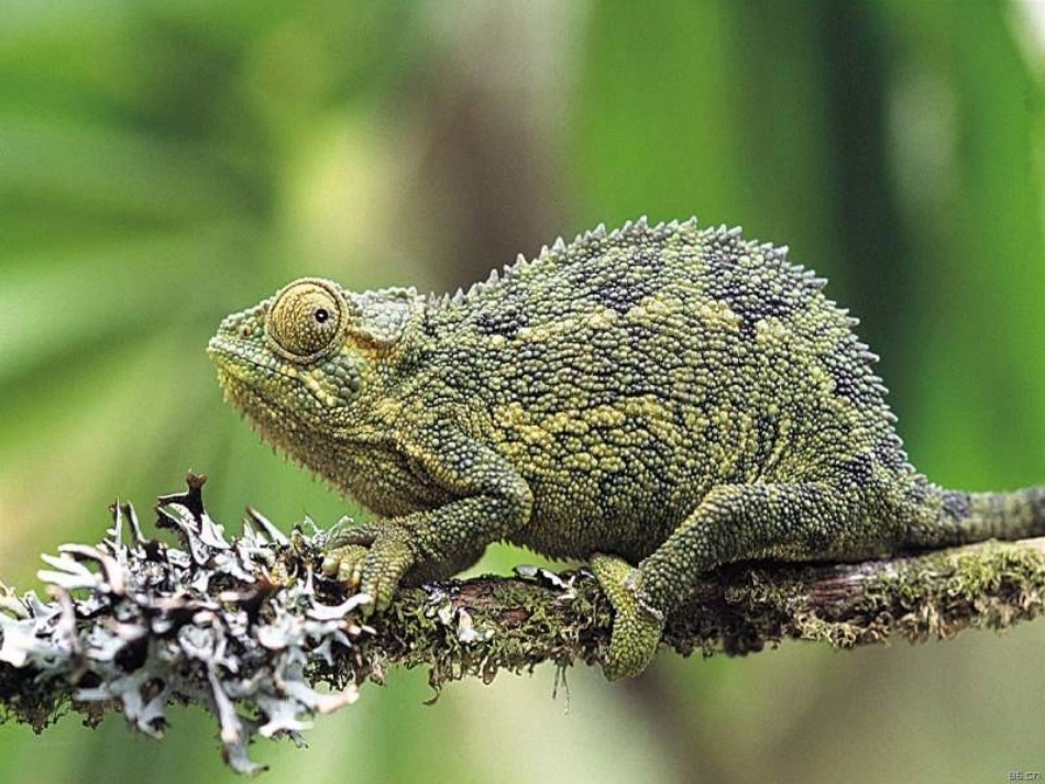 九年级语文变色龙1_第2页