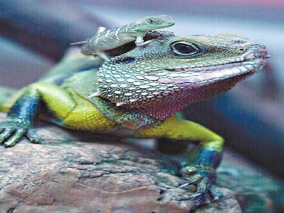 九年级语文变色龙1_第3页