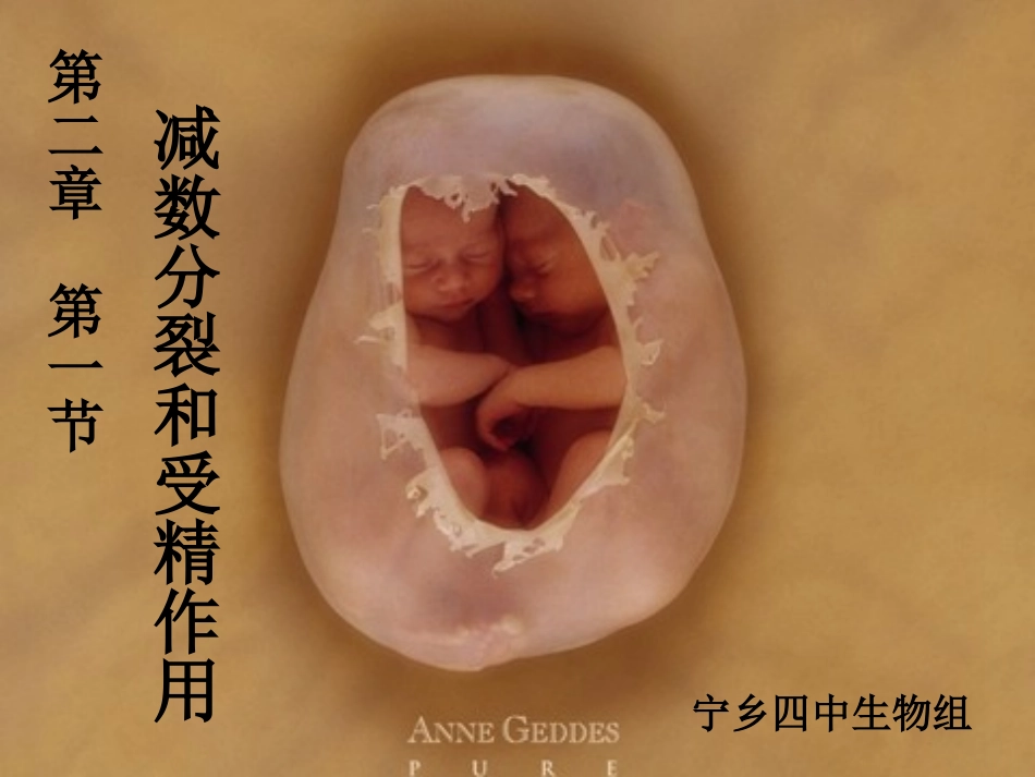 减数分裂和受精作用复习课_第1页