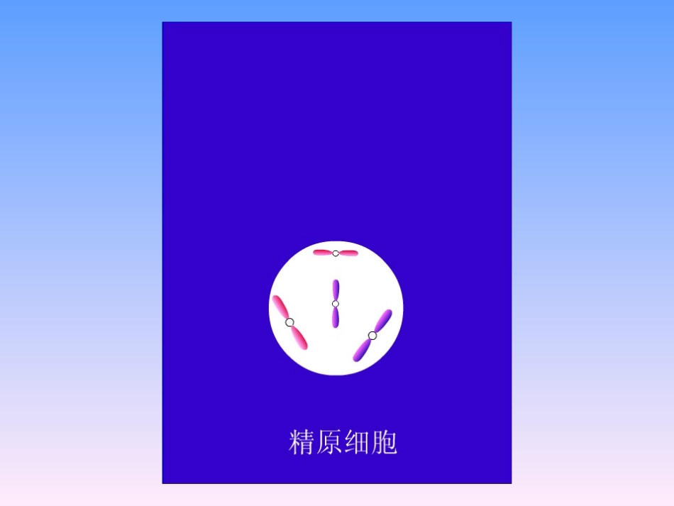 减数分裂和受精作用复习课_第3页