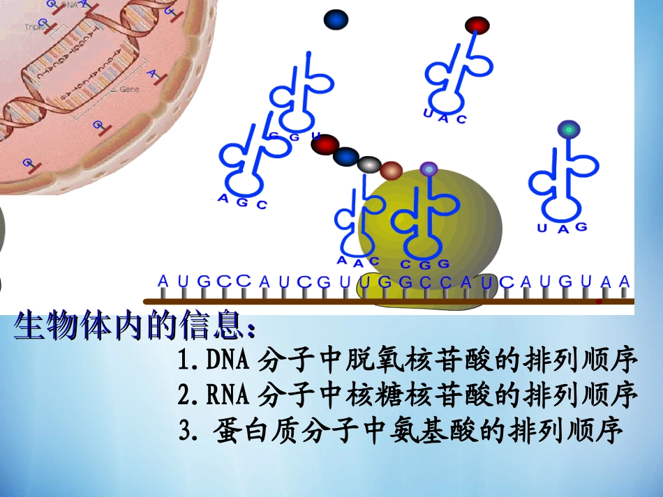 基因对性状的控制_第2页