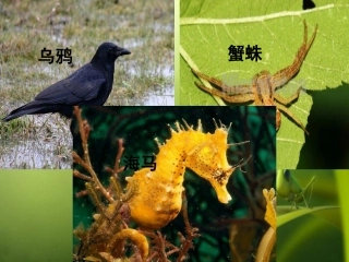 9.自然之道(第一课时)