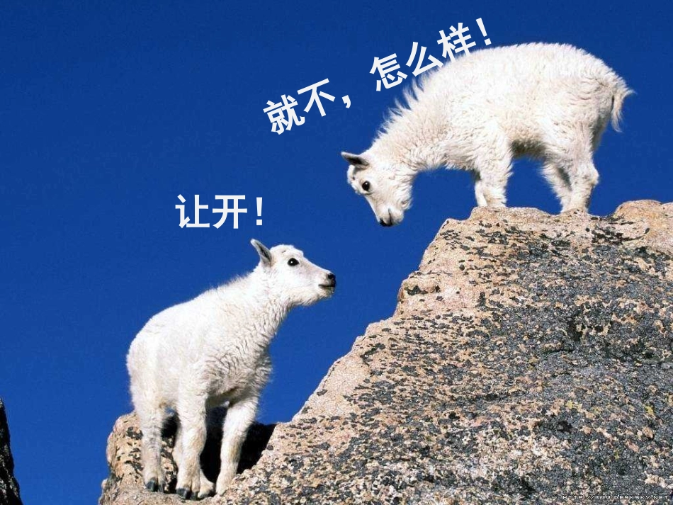 动物游戏之迷_第3页