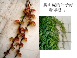 《爬山虎的脚》课件新