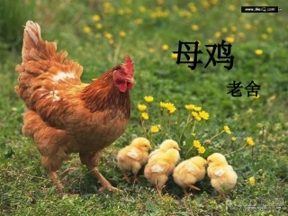 16母鸡(王华)