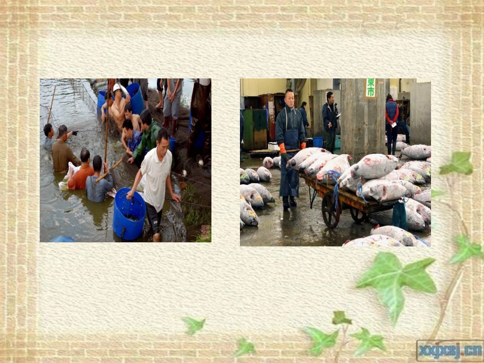 24鱼市场的快乐_第3页